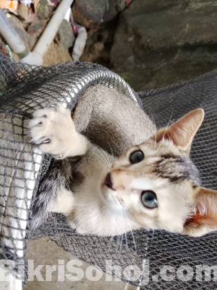 বিড়াল